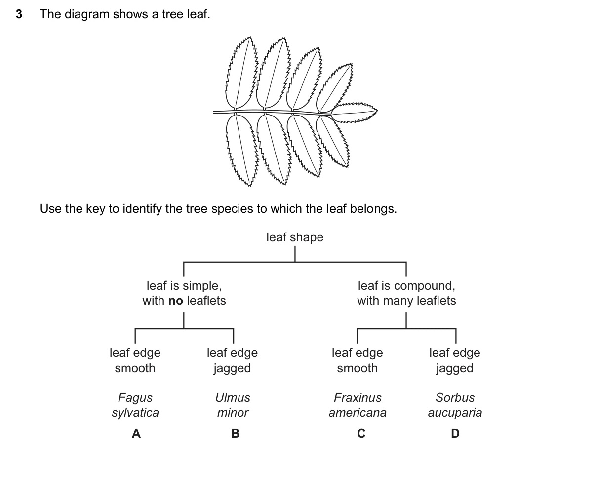 Question 3, November 2024, 0610 Paper 22