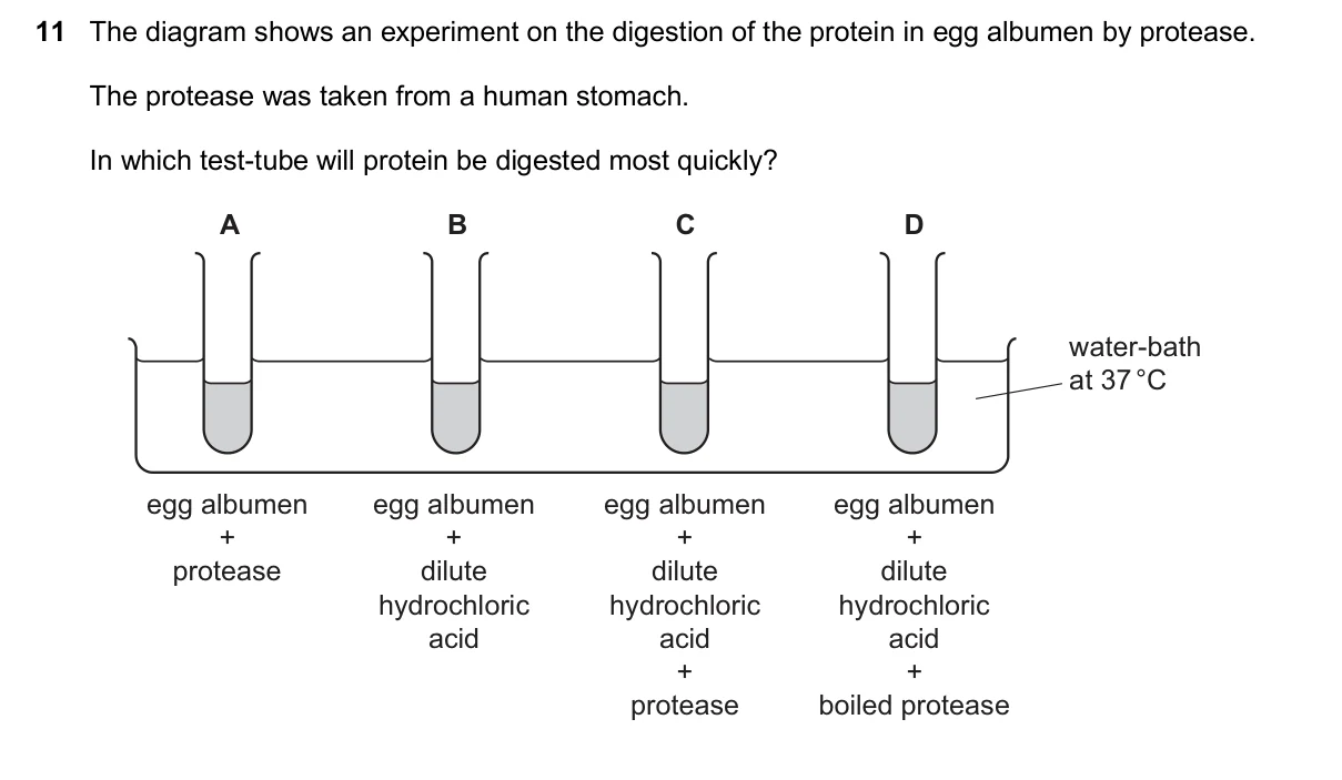 Question 11, November 2024, 0610 Paper 13