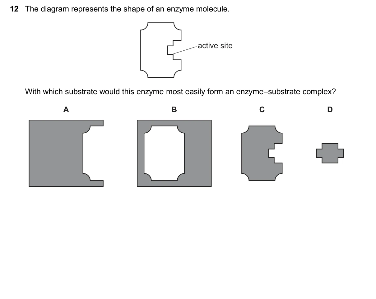 Question 12, November 2024, 0610 Paper 13