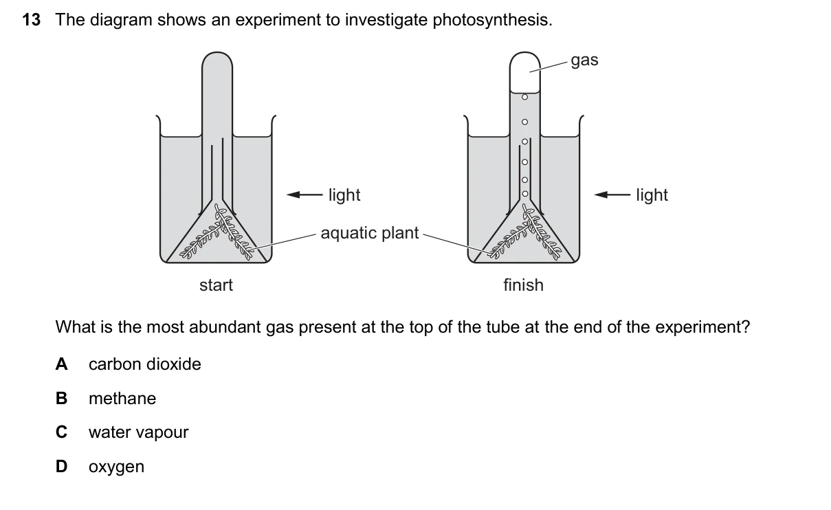 Question 13, November 2024, 0610 Paper 13