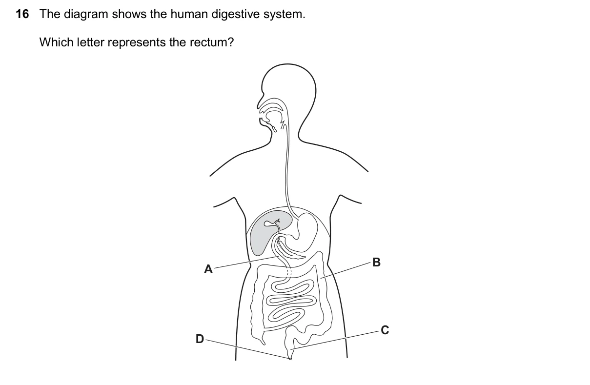Question 16, November 2024, 0610 Paper 13