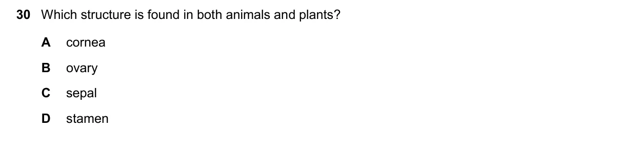 Question 30, November 2024, 0610 Paper 13