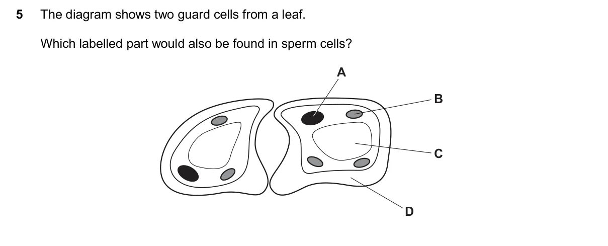 Question 5, November 2024, 0610 Paper 13