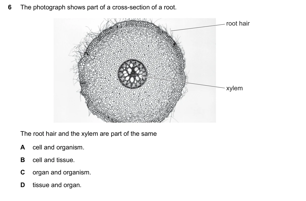 Question 6, November 2024, 0610 Paper 13