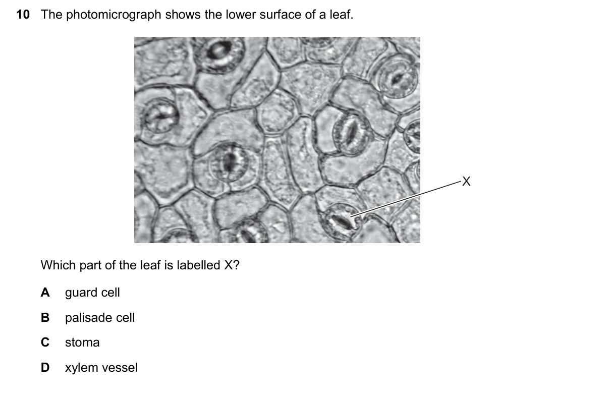 Question 10, November 2024, 0610 Paper 23