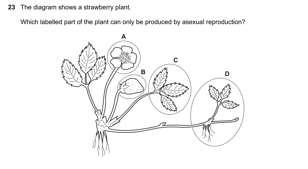 Question 23, November 2024, 0610 Paper 23
