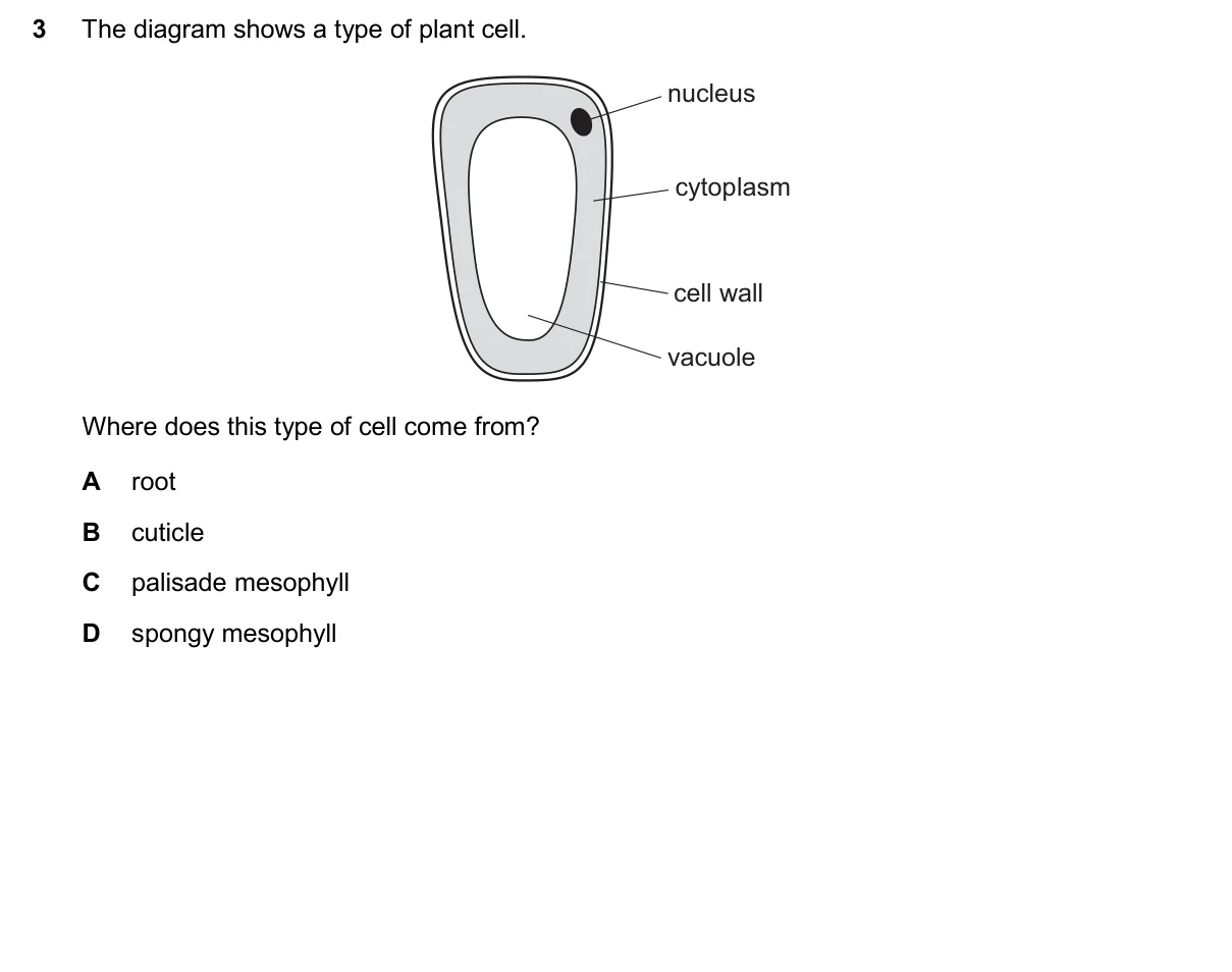 Question 3, November 2024, 0610 Paper 23
