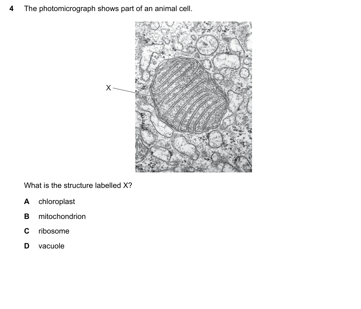 Question 4, March 2025, 0610 Paper 12