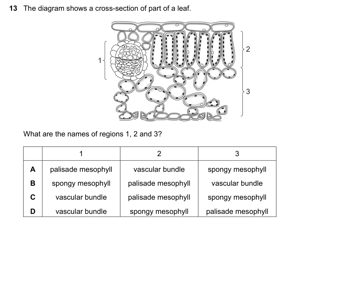 Question 13, June 2025, 0610 Paper 11
