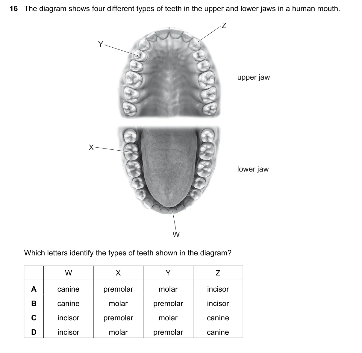 Question 16, June 2025, 0610 Paper 11