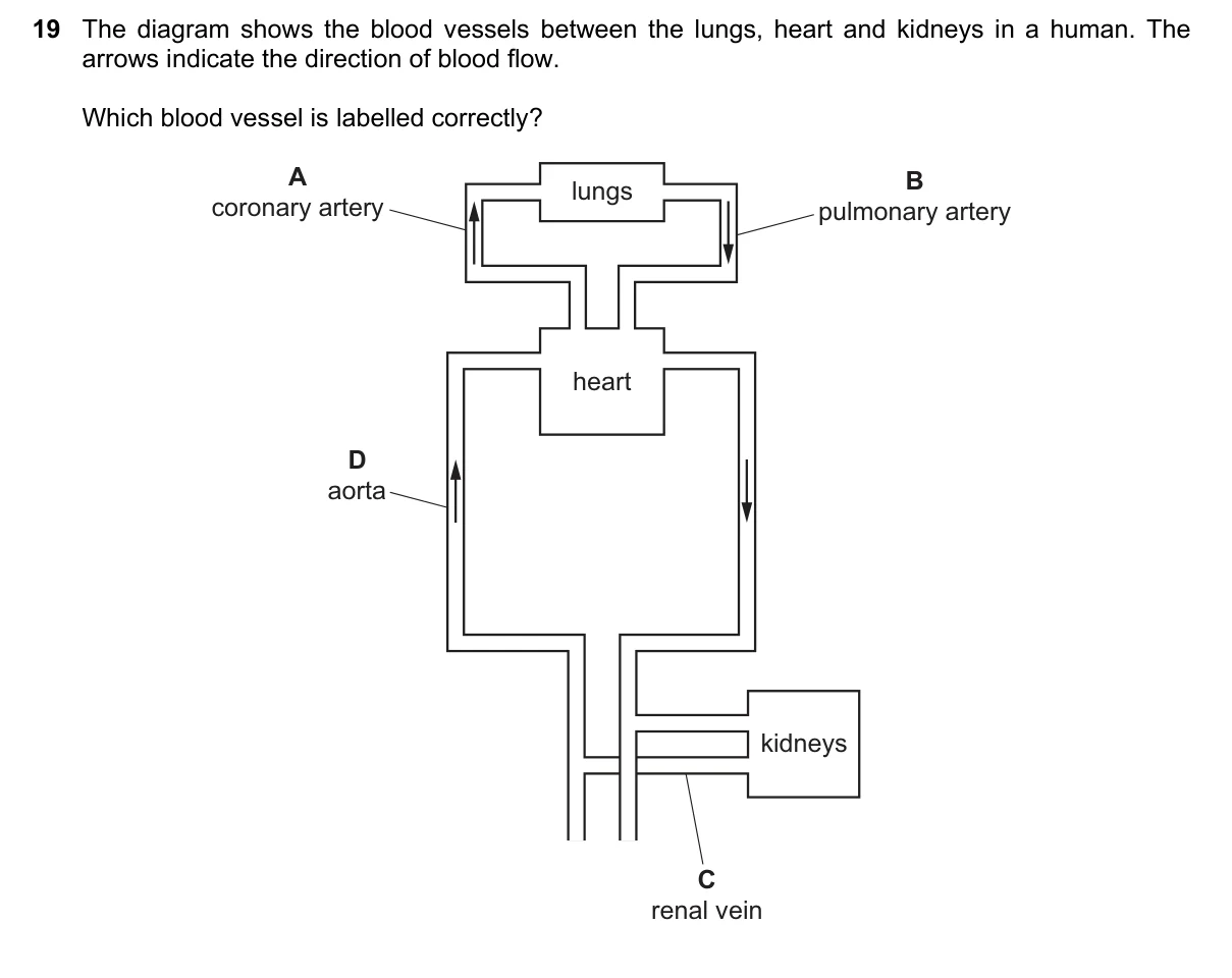 Question 19, June 2025, 0610 Paper 11
