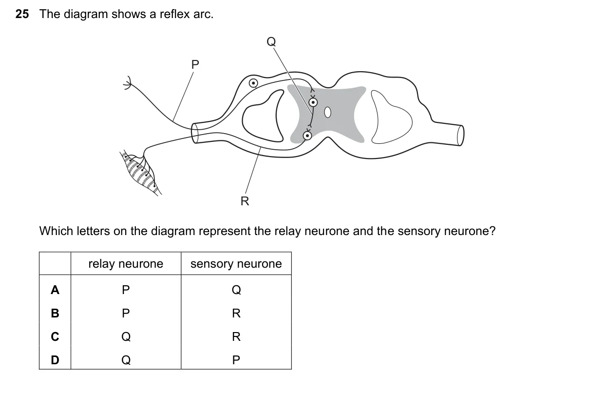 Question 25, June 2025, 0610 Paper 11