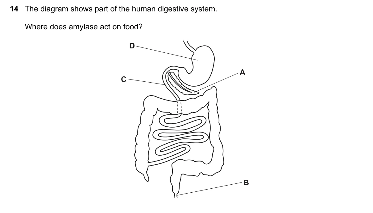 Question 14, June 2025, 0610 Paper 12