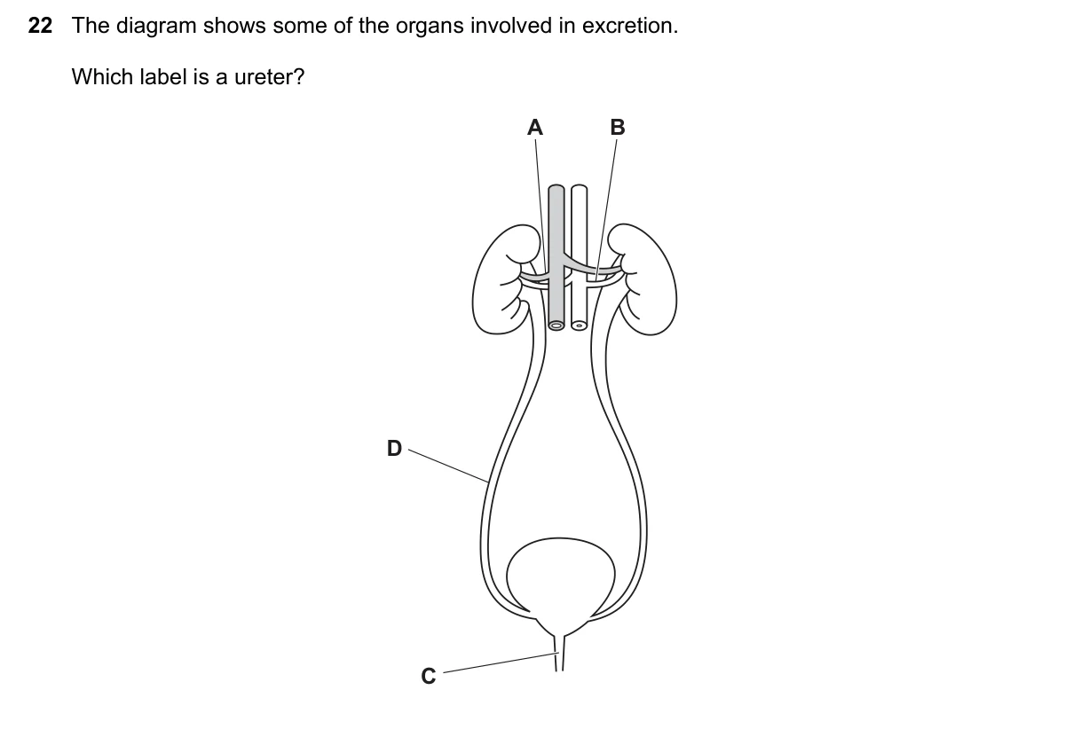 Question 22, June 2025, 0610 Paper 12