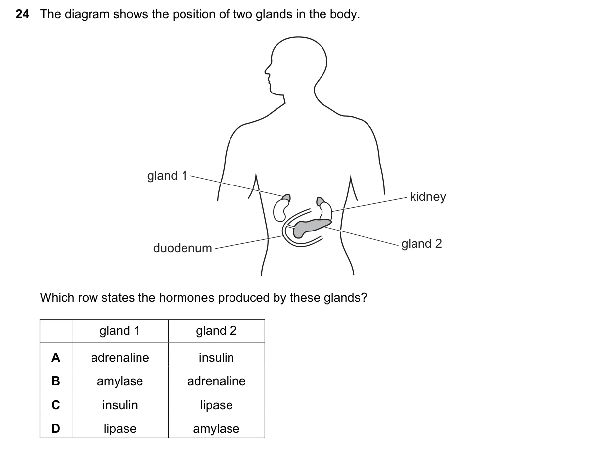 Question 24, June 2025, 0610 Paper 12