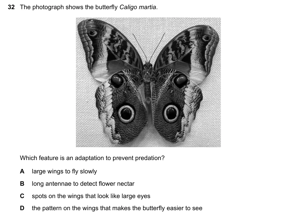Question 32, June 2025, 0610 Paper 12