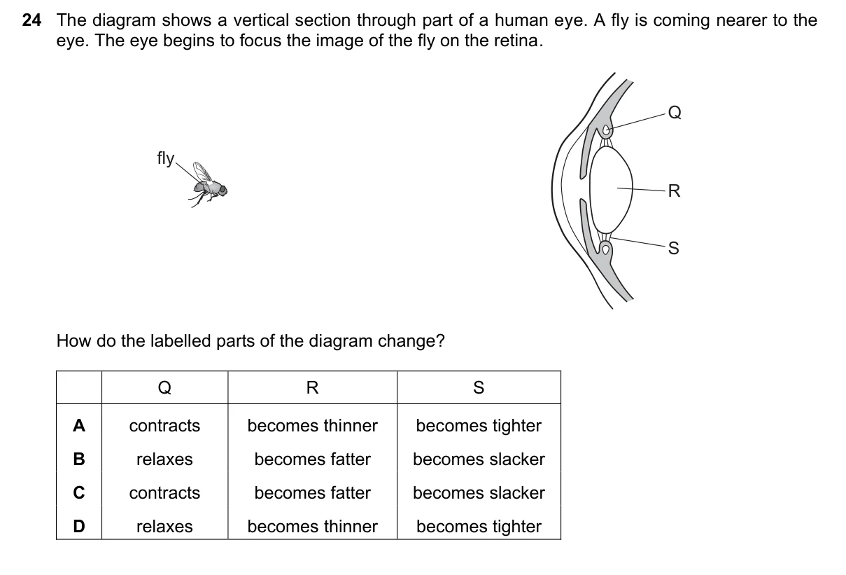 Question 24, June 2025, 0610 Paper 22