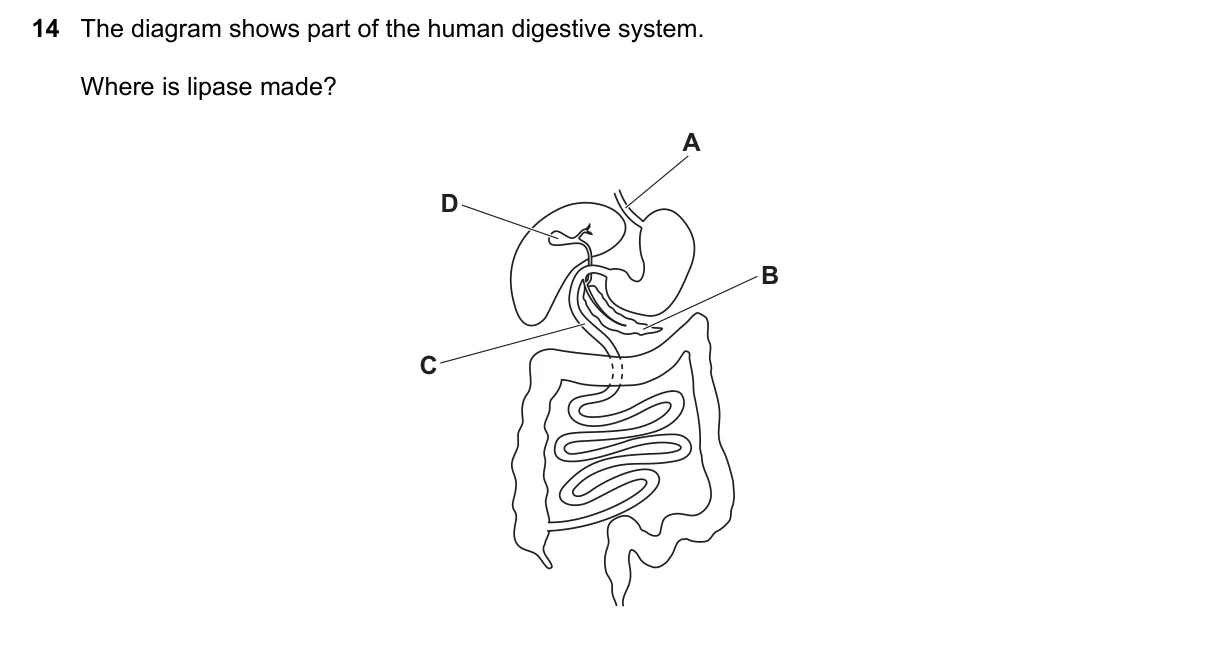 Question 14, June 2025, 0610 Paper 13