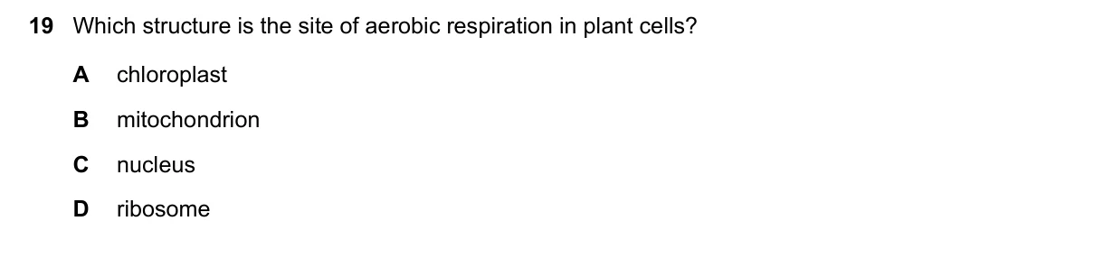 Question 19, June 2025, 0610 Paper 13