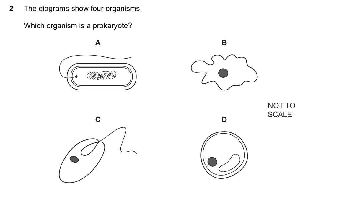 Question 2, June 2025, 0610 Paper 23