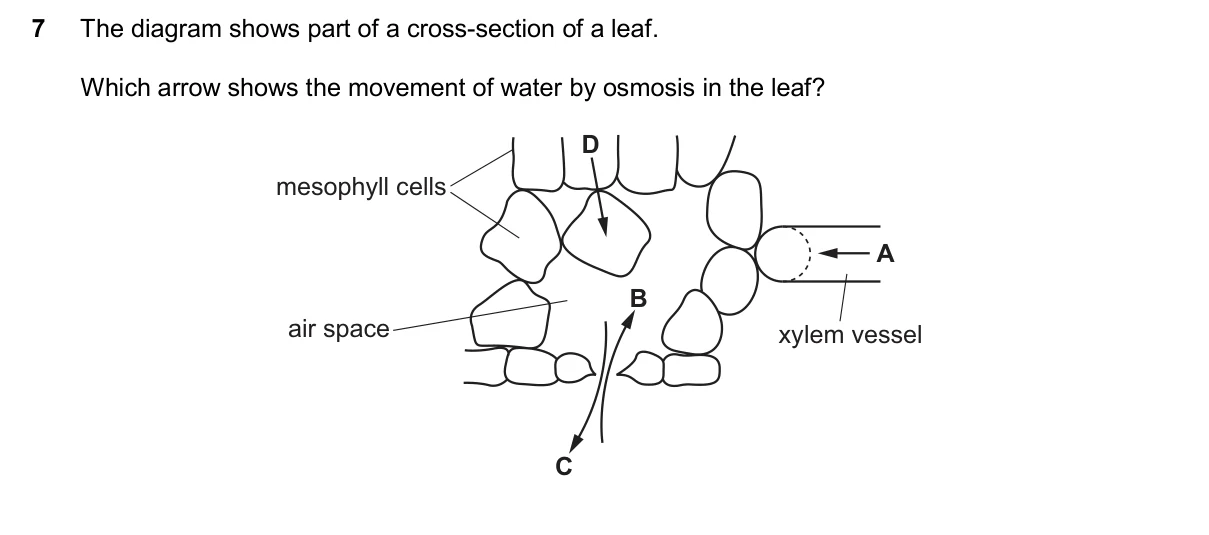 Question 7, November 2025, 0610 Paper 11