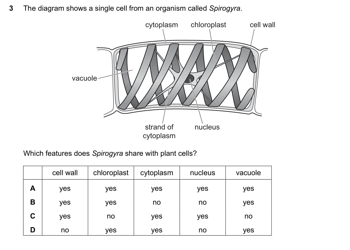 Question 3, November 2025, 0610 Paper 21