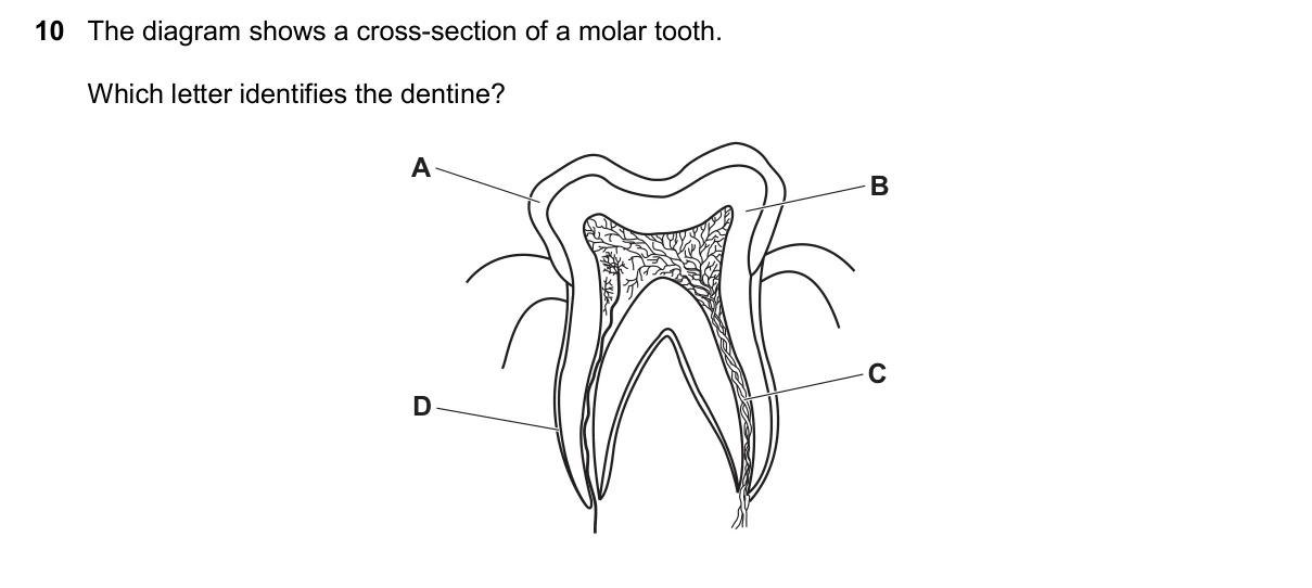 Question 10, November 2025, 0610 Paper 12