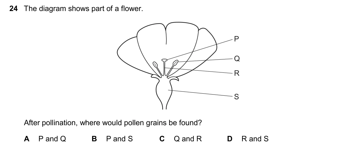 Question 24, November 2025, 0610 Paper 12