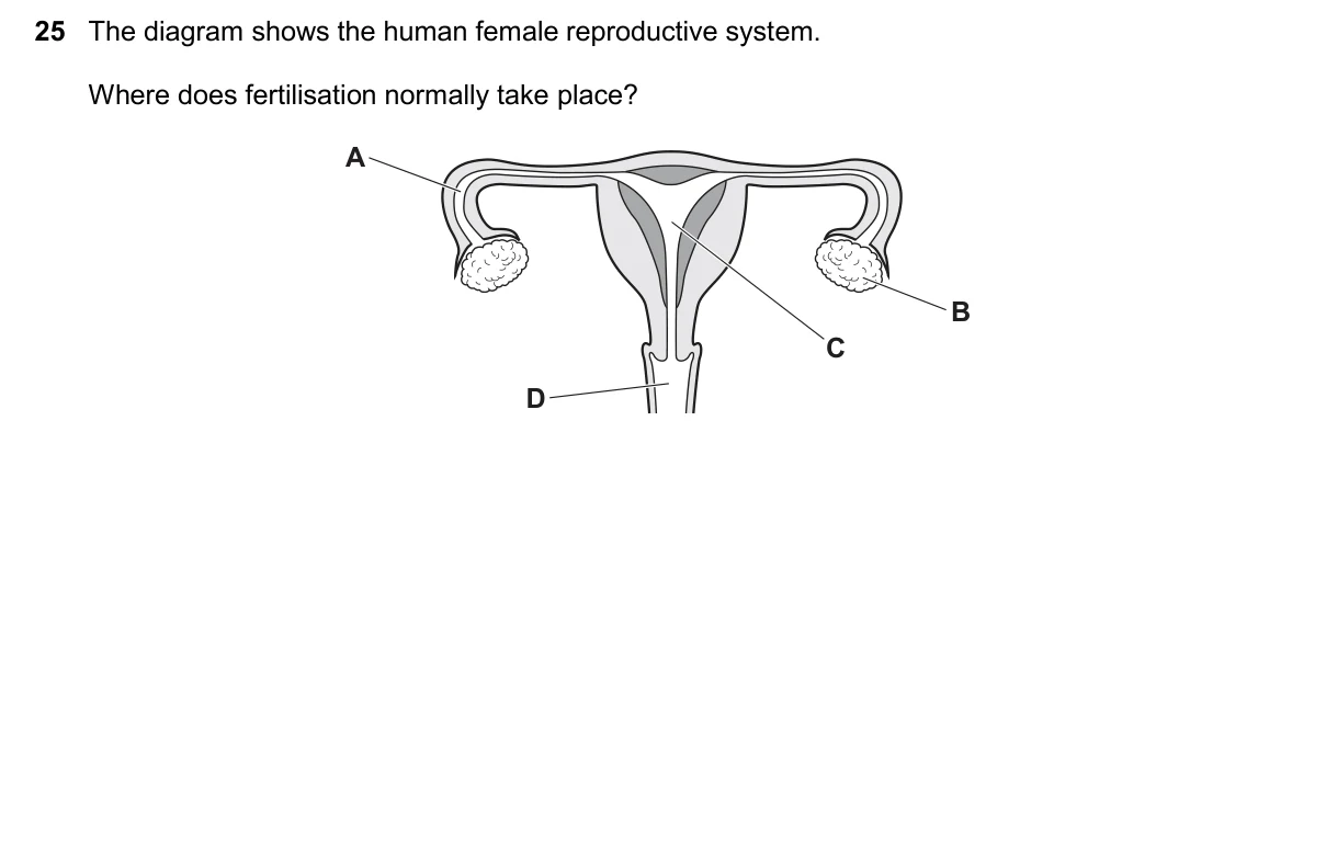 Question 25, November 2025, 0610 Paper 12