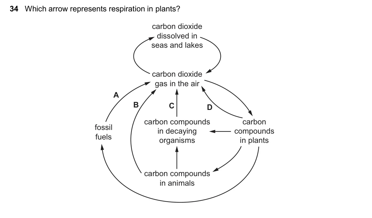 Question 34, November 2025, 0610 Paper 12