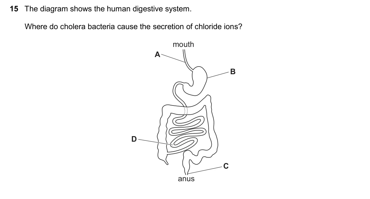 Question 15, November 2025, 0610 Paper 22