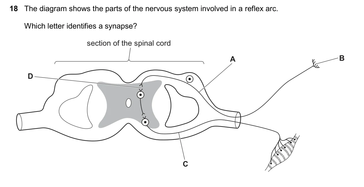 Question 18, November 2025, 0610 Paper 22