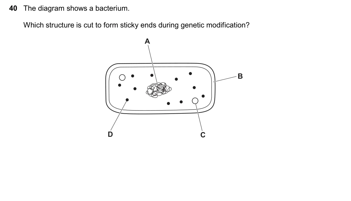 Question 40, November 2025, 0610 Paper 22