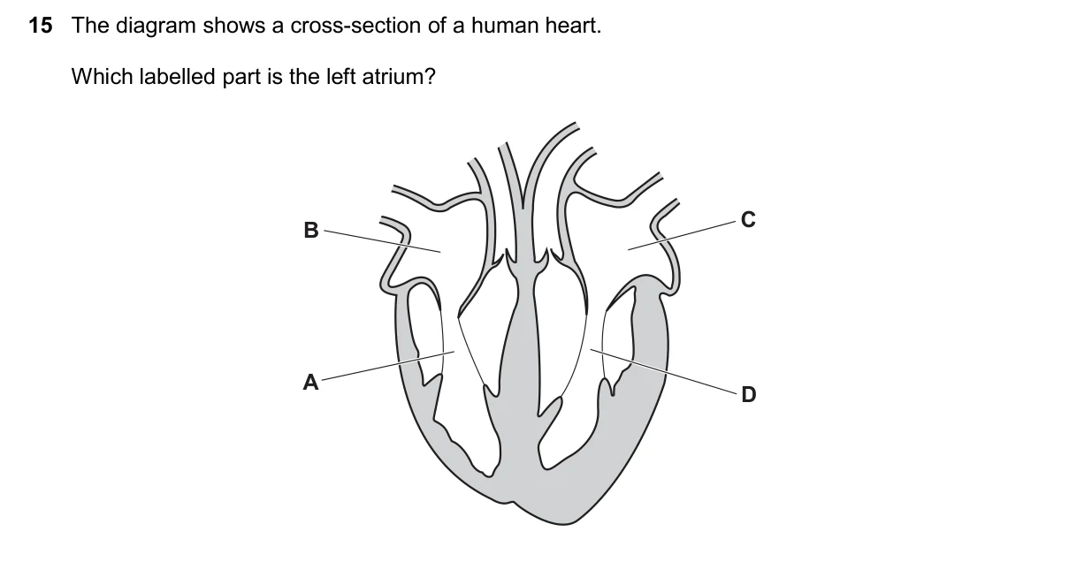 Question 15, November 2025, 0610 Paper 13