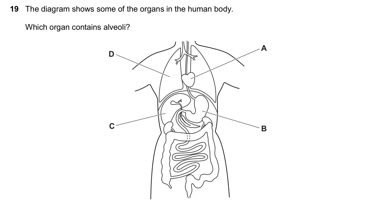 Question 19, November 2025, 0610 Paper 13