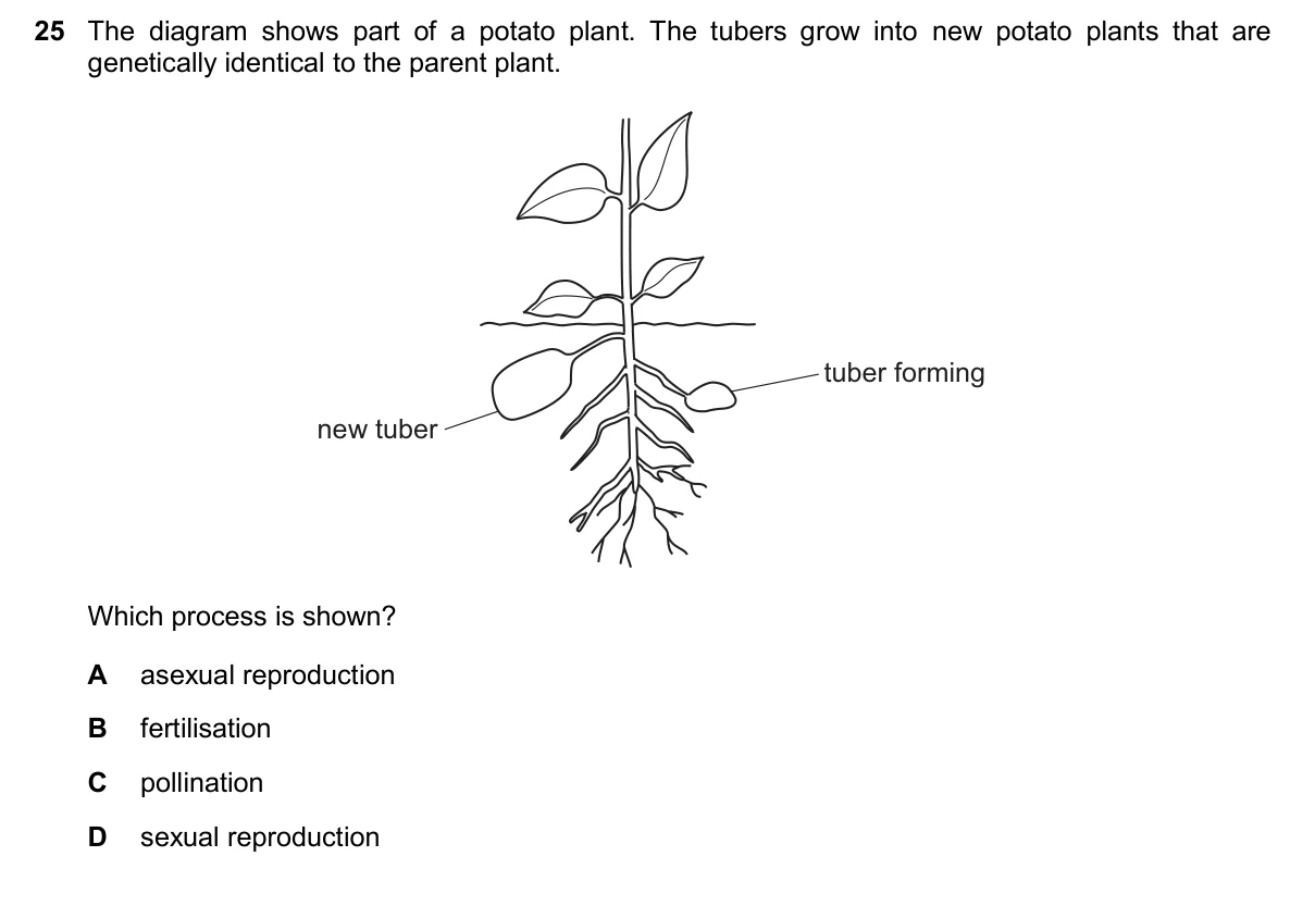 Question 25, November 2025, 0610 Paper 13