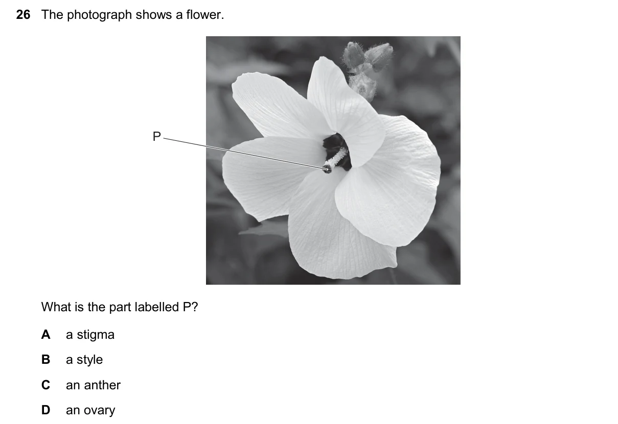 Question 26, November 2025, 0610 Paper 13