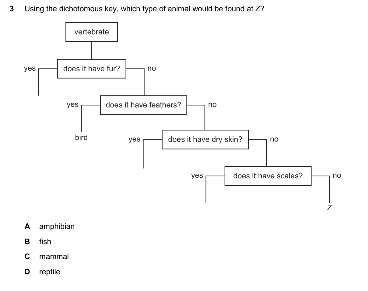 Question 3, November 2025, 0610 Paper 13