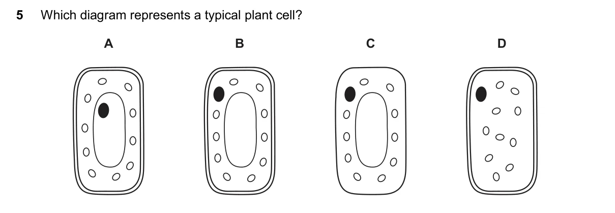 Question 5, November 2025, 0610 Paper 13