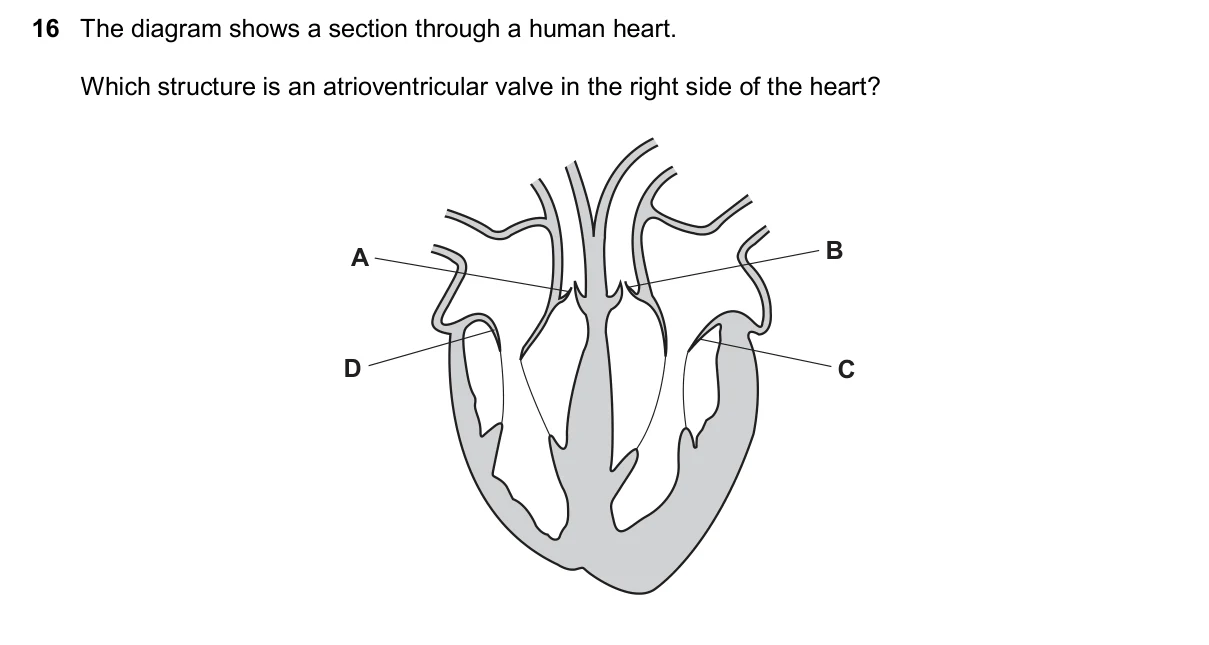 Question 16, November 2025, 0610 Paper 23