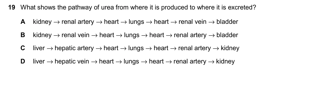 Question 19, November 2025, 0610 Paper 23