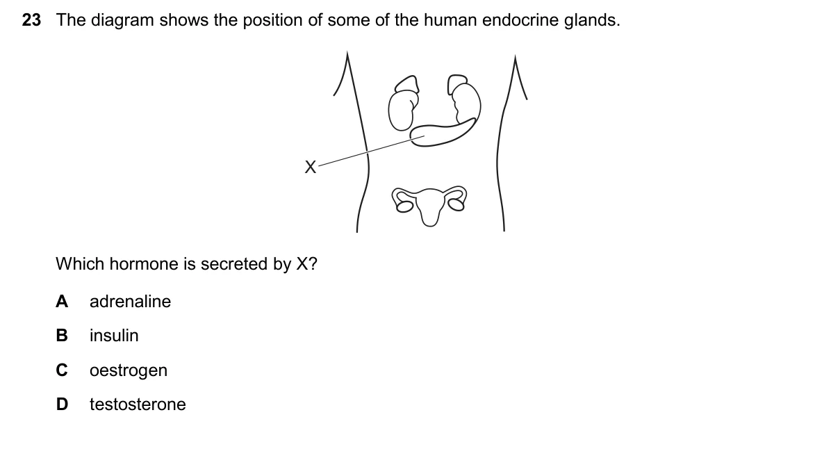 Question 23, November 2025, 0610 Paper 23