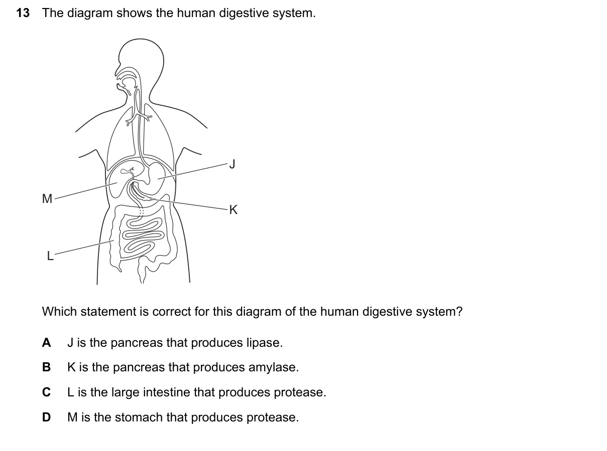 Question 13, March 2026, 0610 Paper 12