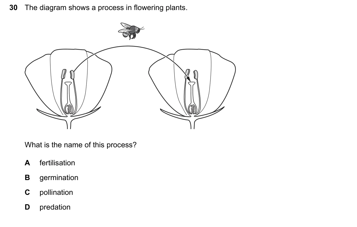 Question 30, March 2026, 0610 Paper 12