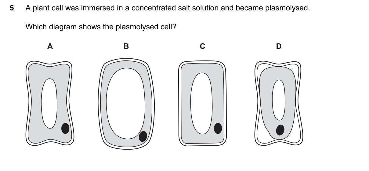 Question 5, March 2026, 0610 Paper 22