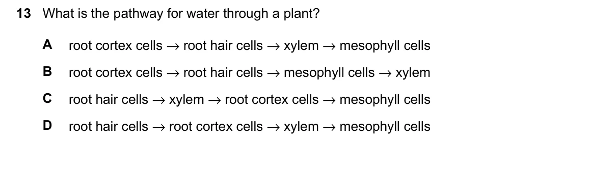 Question 13, June 2026, 0610 Paper 11