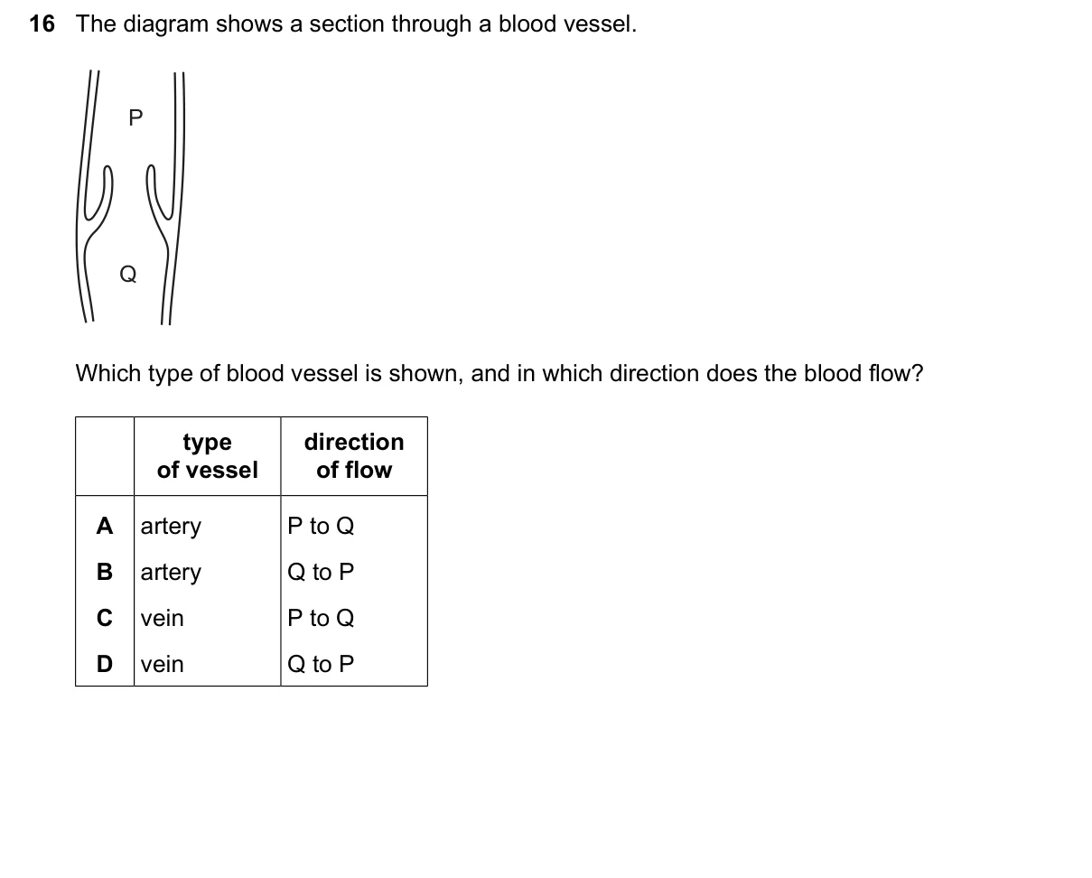 Question 16, June 2026, 0610 Paper 11