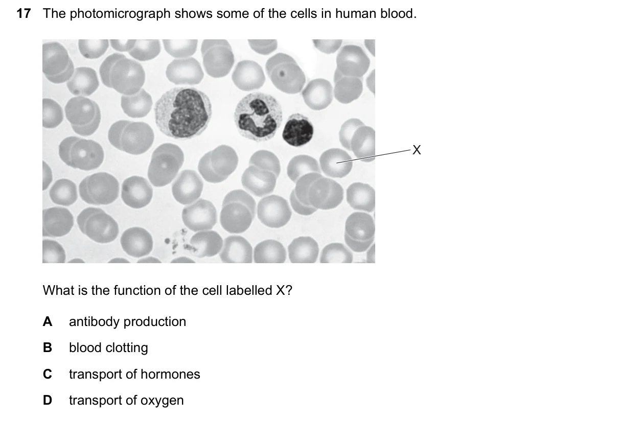 Question 17, June 2026, 0610 Paper 11