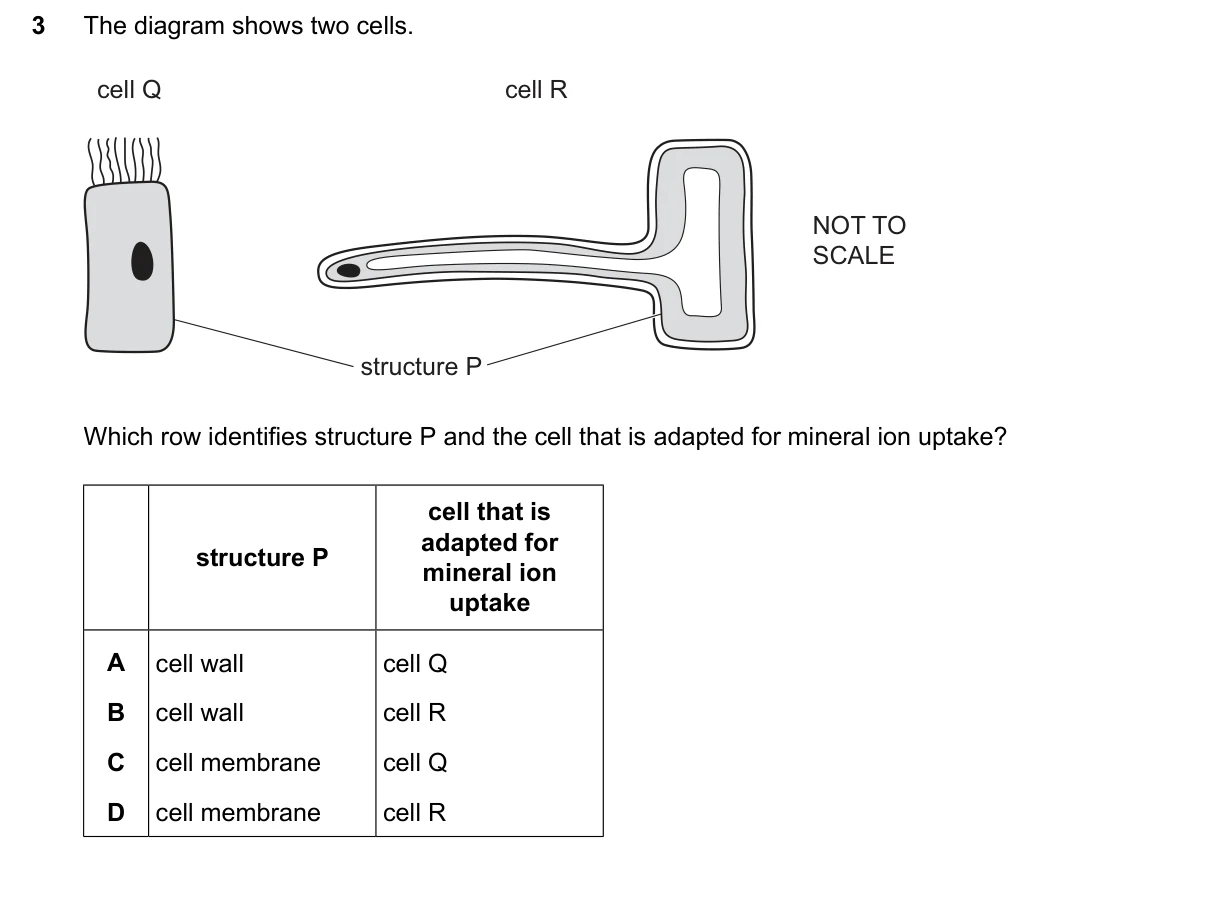 Question 3, June 2026, 0610 Paper 21