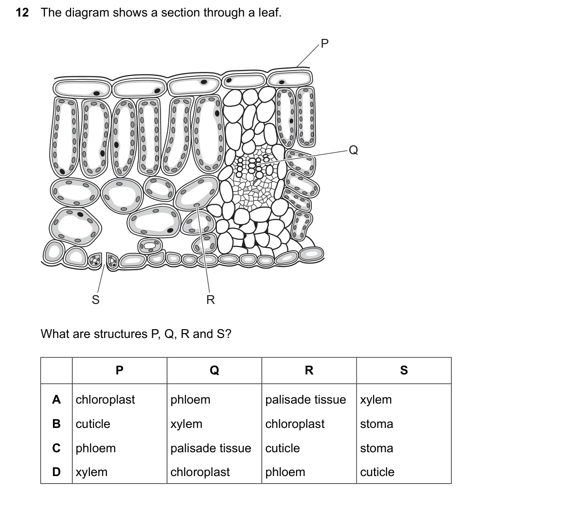 Question 12, June 2026, 0610 Paper 12